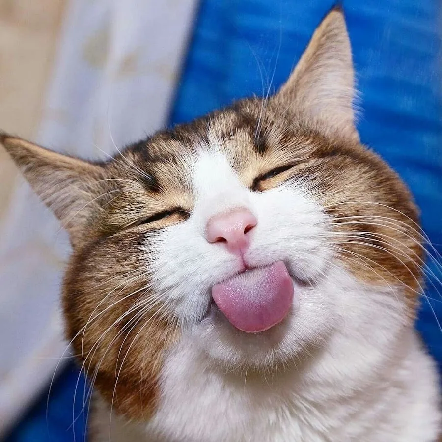 CAT IMAGE 2