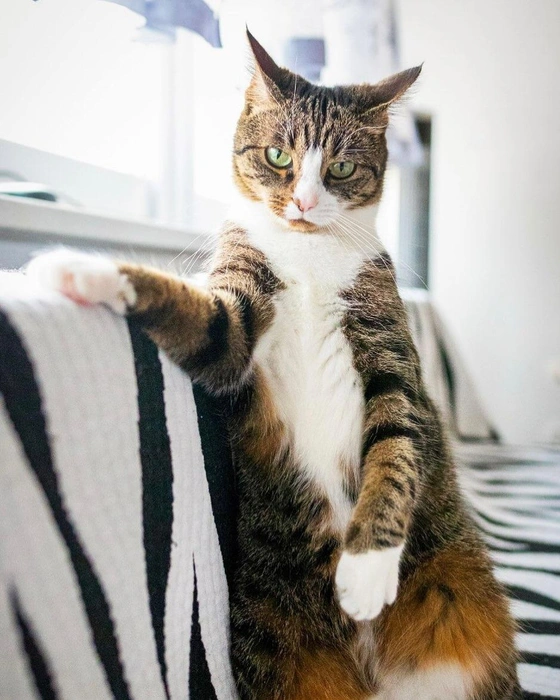 CAT IMAGE 6