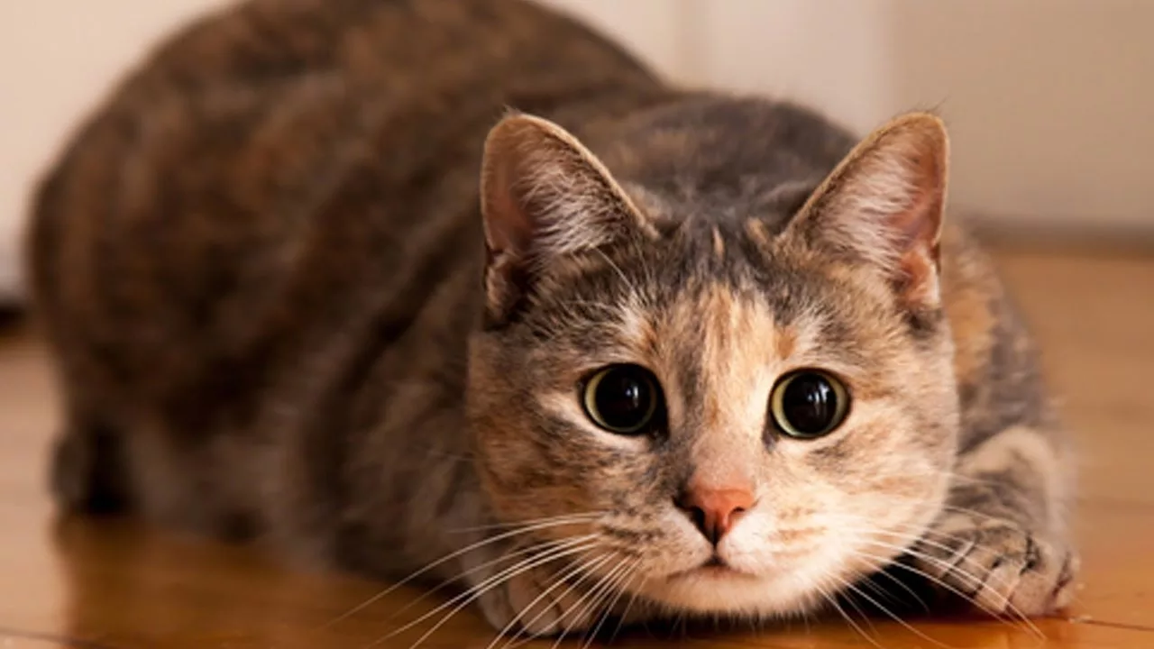 CAT IMAGE 3