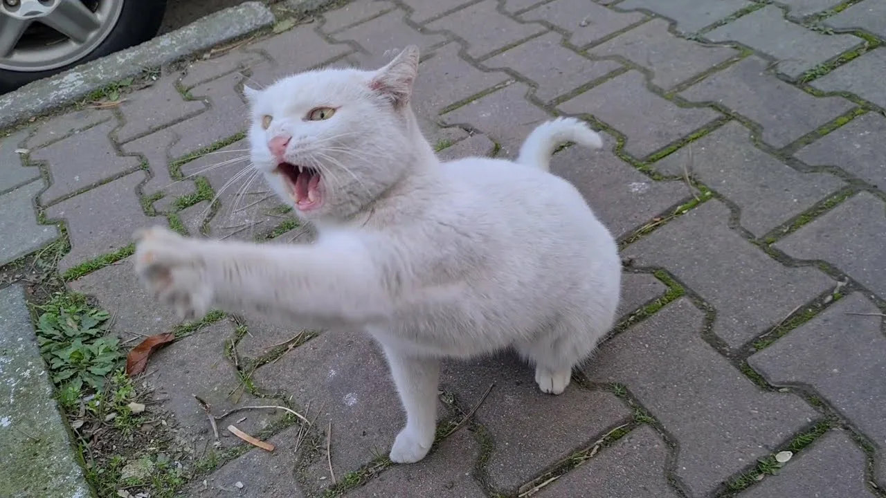 CAT IMAGE 5