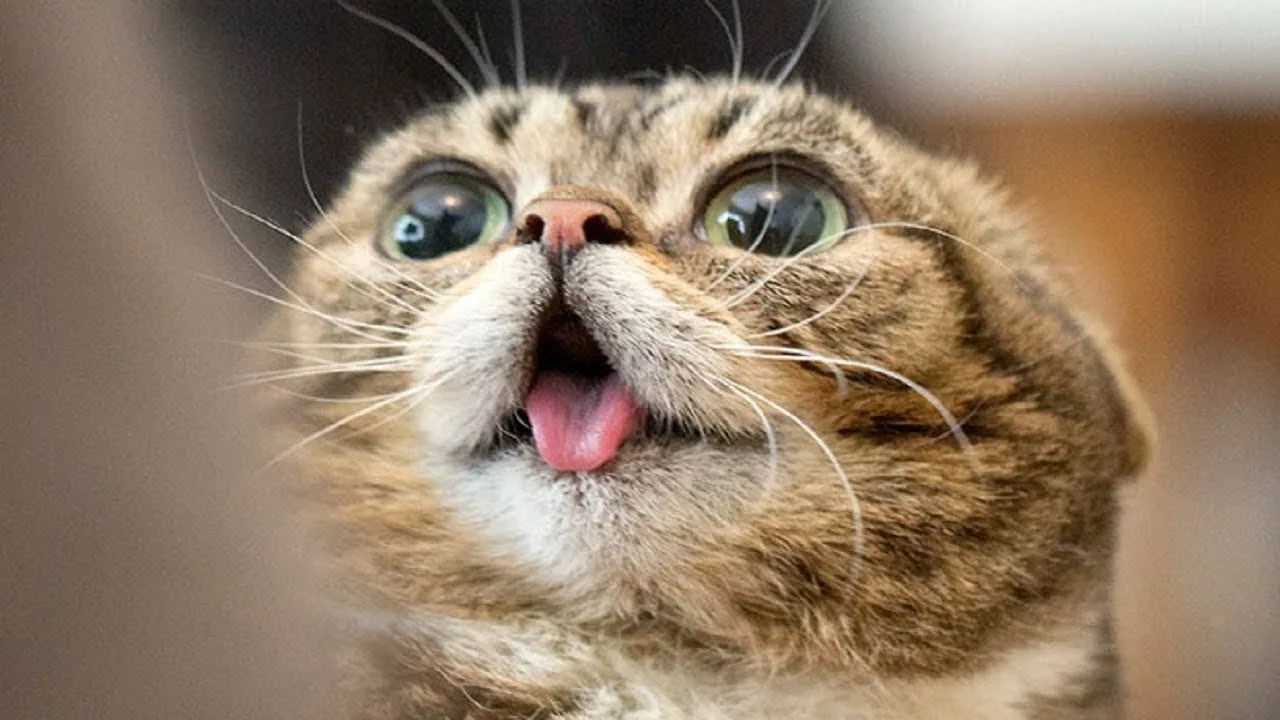 CAT IMAGE 7