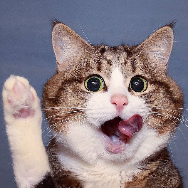 CAT IMAGE 7