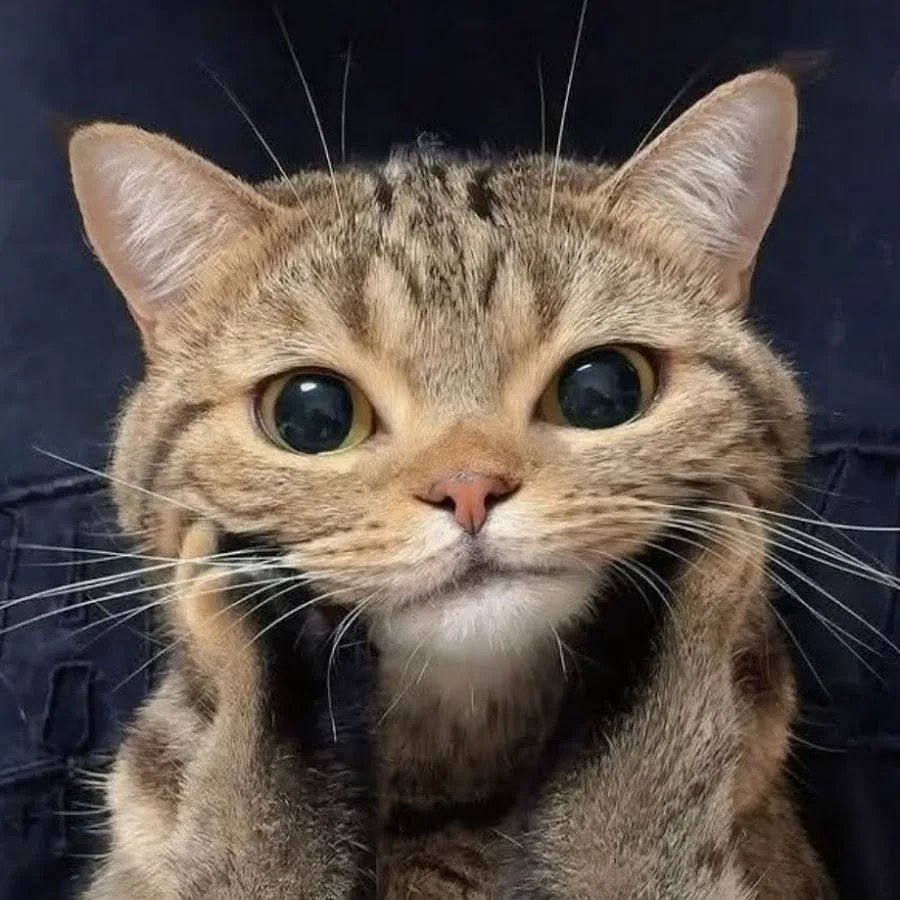 CAT IMAGE 6